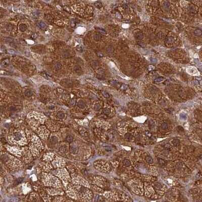 Immunohistochemistry-Paraffin NULP1 Antibody