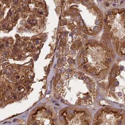 Immunohistochemistry-Paraffin: NULP1 Antibody [NBP1-92211] - Staining of human kidney.