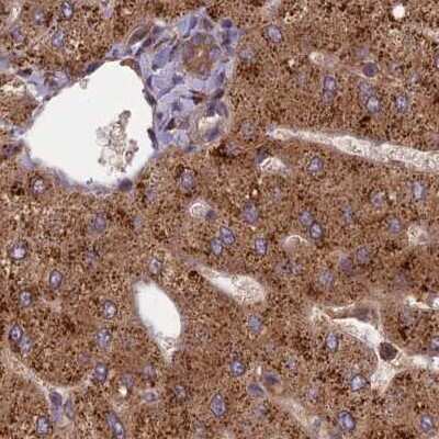 Immunohistochemistry-Paraffin: NULP1 Antibody [NBP1-92211] - Staining of human liver.