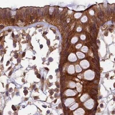 Immunohistochemistry-Paraffin: NULP1 Antibody [NBP1-92211] - Staining of human colon.