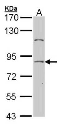 Western Blot NULP1 Antibody - BSA Free