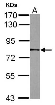 Western Blot: NULP1 Antibody [NBP2-19608] - Sample (50 ug of whole cell lysate) A: Mouse Heart, 7. 5% SDS PAGE gel, diluted at 1:1000.