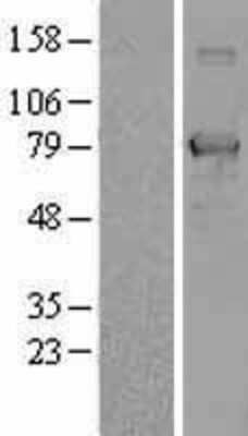 Western Blot NULP1 Overexpression Lysate