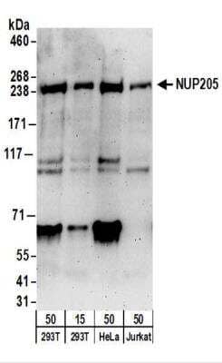 Western Blot NUP205 Antibody