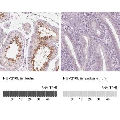 Immunohistochemistry-Paraffin: NUP210L Antibody [NBP2-49414] - Staining in human testis and endometrium tissues using anti-NUP210L antibody. Corresponding NUP210L RNA-seq data are presented for the same tissues.