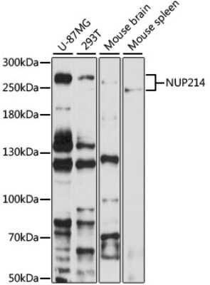 Western Blot NUP214 Antibody - BSA Free