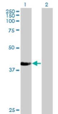 Western Blot: NUP43 Antibody (2G5) [H00348995-M03] - Analysis of NUP43 expression in transfected 293T cell line by NUP43 monoclonal antibody (M03), clone 2G5. Lane 1: NUP43 transfected lysatE (42.2 KDa). Lane 2: Non-transfected lysate.