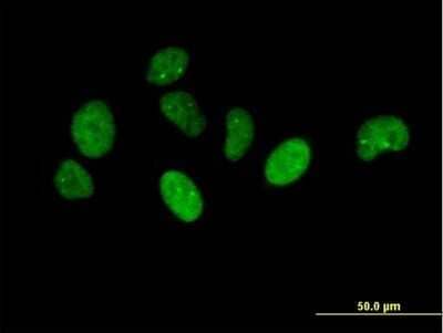 Immunocytochemistry/Immunofluorescence: NUP43 Antibody [H00348995-B01P] - Analysis of purified antibody to NUP43 on HeLa cell. (antibody concentration 10 ug/ml)