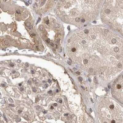 Immunohistochemistry-Paraffin: NUP43 Antibody [NBP1-88791] - Staining of human kidney.