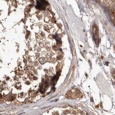 Immunohistochemistry-Paraffin: NUP43 Antibody [NBP1-88791] - Staining of human testis.