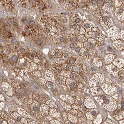 Immunohistochemistry-Paraffin: NUP43 Antibody [NBP1-88791] - Staining of human adrenal gland.