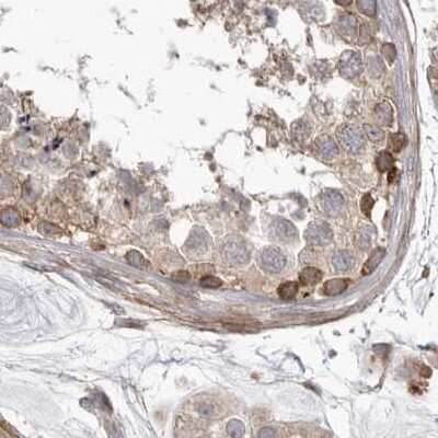 Immunohistochemistry-Paraffin: NUP43 Antibody [NBP1-88792] - Staining of human testis.