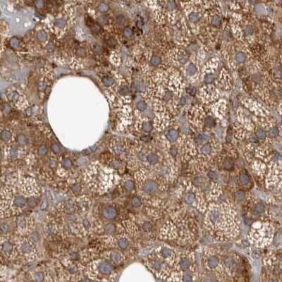 Immunohistochemistry-Paraffin: NUP43 Antibody [NBP1-88792] - Staining of human adrenal gland.