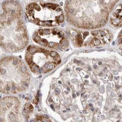 Immunohistochemistry-Paraffin: NUP43 Antibody [NBP1-88793] - Staining of human kidney.