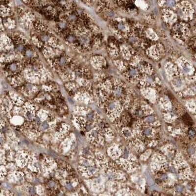 Immunohistochemistry-Paraffin: NUP43 Antibody [NBP1-88793] - Staining of human adrenal gland.