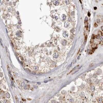 <b>Independent Antibodies Validation. </b>Immunohistochemistry-Paraffin: NUP43 Antibody [NBP1-88793] - Staining of human testis.