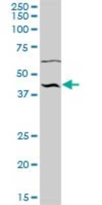 Western Blot: NUP43 Antibody [H00348995-B01P] - Analysis of NUP43 expression in human placenta.