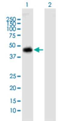 Western Blot: NUP43 Antibody [H00348995-B01P] - Analysis of NUP43 expression in transfected 293T cell line by NUP43 polyclonal antibody.  Lane1:NUP43 transfected lysate(41.8 KDa). Lane2:Non-transfected lysate.