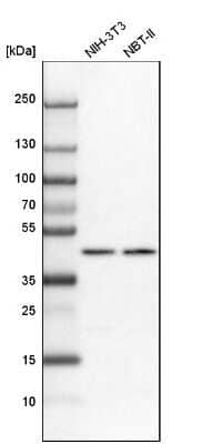 Western Blot: NUP43 Antibody [NBP1-88793] - Analysis in mouse cell line NIH-3T3 and rat cell line NBT-II.