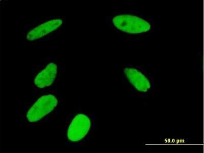 Immunocytochemistry/Immunofluorescence: NUP50 Antibody [H00010762-B01P] - Analysis of purified antibody to NUP50 on HeLa cell. (antibody concentration 10 ug/ml)