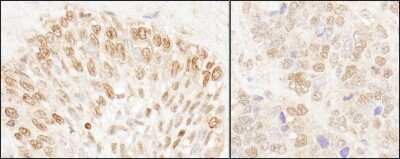 Immunohistochemistry-Paraffin NUP50 Antibody