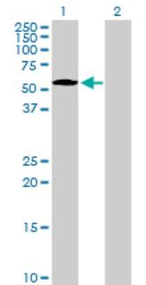 Western Blot: NUP50 Antibody [H00010762-B01P] - Analysis of NUP50 expression in transfected 293T cell line by NUP50 polyclonal antibody.  Lane 1: NUP50 transfected lysate(51.48 KDa). Lane 2: Non-transfected lysate.