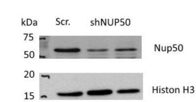 Western Blot NUP50 Antibody