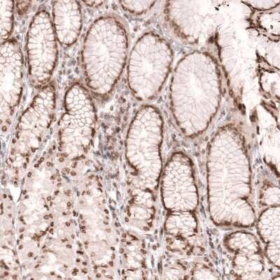 Immunohistochemistry-Paraffin NUP54 Antibody - BSA Free