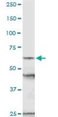 Western Blot: NUP54 Antibody [H00053371-D01P] - Analysis of NUP54 expression in mouse testis.