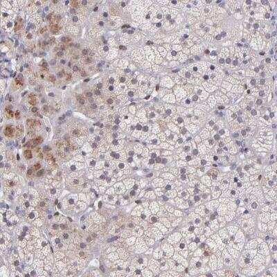 Immunohistochemistry-Paraffin: NUP62CL Antibody [NBP1-82205] - Staining of human adrenal gland shows cytoplasmic positivity in glandular cells.