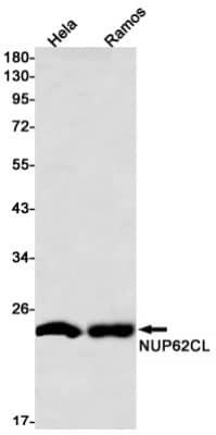Western Blot: NUP62CL Antibody (S08-1A5) [NBP3-19818] - Western blot detection of NUP62CL in Hela, Ramos cell lysates using NBP3-19818 (1:1000 diluted). Predicted band size: 21kDa. Observed band size: 21kDa.