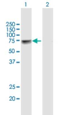 Western Blot: NUP98 Antibody [H00004928-B02P] - Analysis of NUP98 expression in transfected 293T cell line by NUP98 polyclonal antibody.  Lane 1: NUP98 transfected lysate(66.66 KDa). Lane 2: Non-transfected lysate.