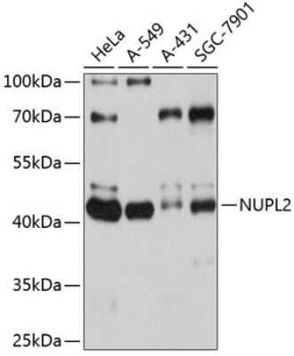 Western Blot NUPL2 Antibody - Azide and BSA Free