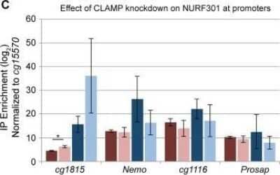 Chromatin Immunoprecipitation: NURF301 Antibody [40360002] - CLAMP promotes recruitment of NURF to CES, but not promoters. Enrichment of the NURF complex component NURF301 was measured at the same promoters as H3 occupancy. No significant differences were detected between the control and clamp RNAi treatments with the exception of cg1815 in females (* = p-value <0.05). The effect of clamp RNAi on NURF occupancy was measured different subgroups of CES. There are observed reductions in NURF occupancy in males at CES within all groups with the exception of Group C CES. Image collected and cropped by CiteAb from the following publication (//dx.plos.org/10.1371/journal.pone.0186855), licensed under a CC-BY license.