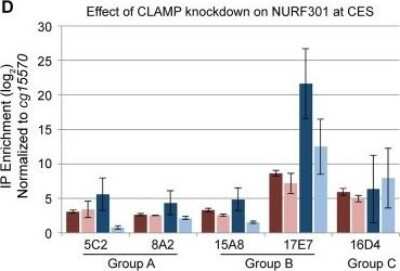 Chromatin Immunoprecipitation: NURF301 Antibody [40360002] - CLAMP promotes recruitment of NURF to CES, but not promoters. A. The effect of clamp RNAi on NURF occupancy was measured different subgroups of CES. There are observed reductions in NURF occupancy in males at CES within all groups with the exception of Group C CES. Image collected and cropped by CiteAb from the following publication (//dx.plos.org/10.1371/journal.pone.0186855), licensed under a CC-BY license.