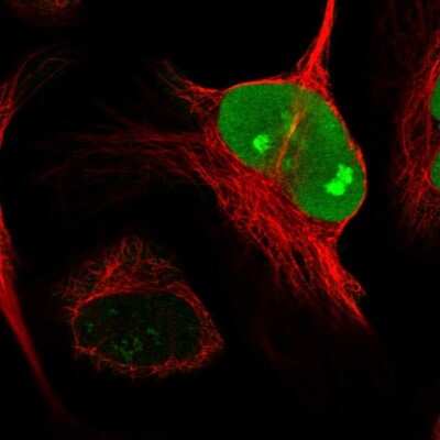 <b>Genetic Strategies Validation. </b>Immunocytochemistry/Immunofluorescence: NUSAP1 Antibody [NBP2-13685] - Staining of human cell line U-2 OS shows localization to nucleus & nucleoli fibrillar center. Antibody staining is shown in green. 