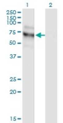 Western Blot: NVL Antibody (3D10) [H00004931-M03] - Analysis of NVL expression in transfected 293T cell line by NVL monoclonal antibody (M03), clone 3D10. Lane 1: NVL transfected lysate (Predicted MW: 72.7 KDa). Lane 2: Non-transfected lysate.