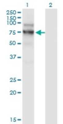 Western Blot: NVL Antibody (3F6) [H00004931-M02] - Analysis of NVL expression in transfected 293T cell line by NVL monoclonal antibody (M02), clone 3F6.Lane 1: NVL transfected lysate (Predicted MW: 72.7 KDa).Lane 2: Non-transfected lysate.