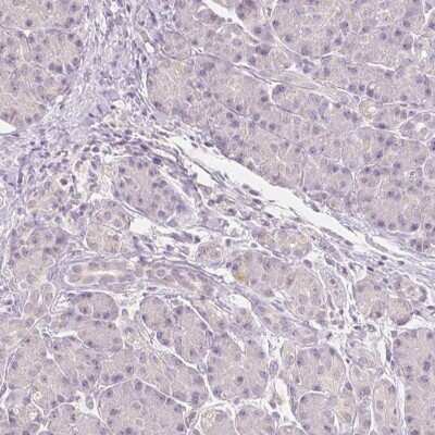 Immunohistochemistry-Paraffin NVL Antibody - BSA Free
