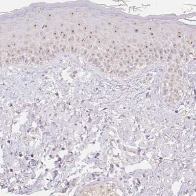 Immunohistochemistry-Paraffin NVL Antibody - BSA Free