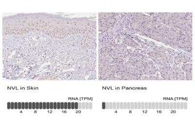 Immunohistochemistry-Paraffin NVL Antibody - BSA Free