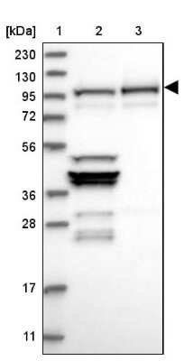 Western Blot NVL Antibody - BSA Free