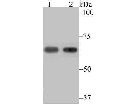 Western Blot: NXF1 Antibody (JE40-63) [NBP2-76856] - Western blot analysis of NXF1 on 293 (1) and SiHa (2) cell lysate using anti-NXF1 antibody at 1/2,000 dilution.