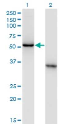 Western Blot: NXF3 Antibody (2C7) [H00056000-M02] - Analysis of NXF3 expression in transfected 293T cell line by NXF3 monoclonal antibody (M02), clone 2C7.Lane 1: NXF3 transfected lysate(60.1 KDa).Lane 2: Non-transfected lysate.