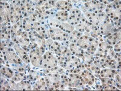Immunohistochemistry-Paraffin: NXNL2 Antibody (2B11) [NBP2-02605] - Staining of paraffin-embedded Human pancreas tissue using anti-NXNL2 mouse monoclonal antibody.