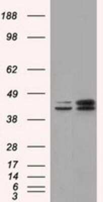 Western Blot: NXNL2 Antibody (2B11) [NBP2-02605] - HEK293T cells were transfected with the pCMV6-ENTRY control (Left lane) or pCMV6-ENTRY NXNL2 (Right lane) cDNA for 48 hrs and lysed. Equivalent amounts of cell lysates (5 ug per lane) were separated by SDS-PAGE and immunoblotted with anti-NXNL2.