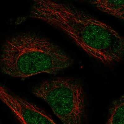 Immunocytochemistry/ Immunofluorescence NXT2 Antibody