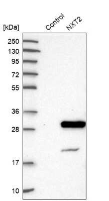 Western Blot NXT2 Antibody