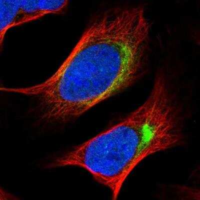 Immunocytochemistry/ Immunofluorescence NYAP2 Antibody - BSA Free