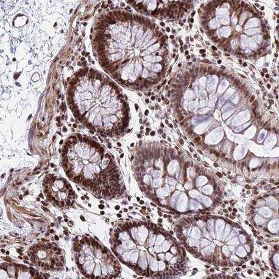 Immunohistochemistry-Paraffin NYAP2 Antibody - BSA Free